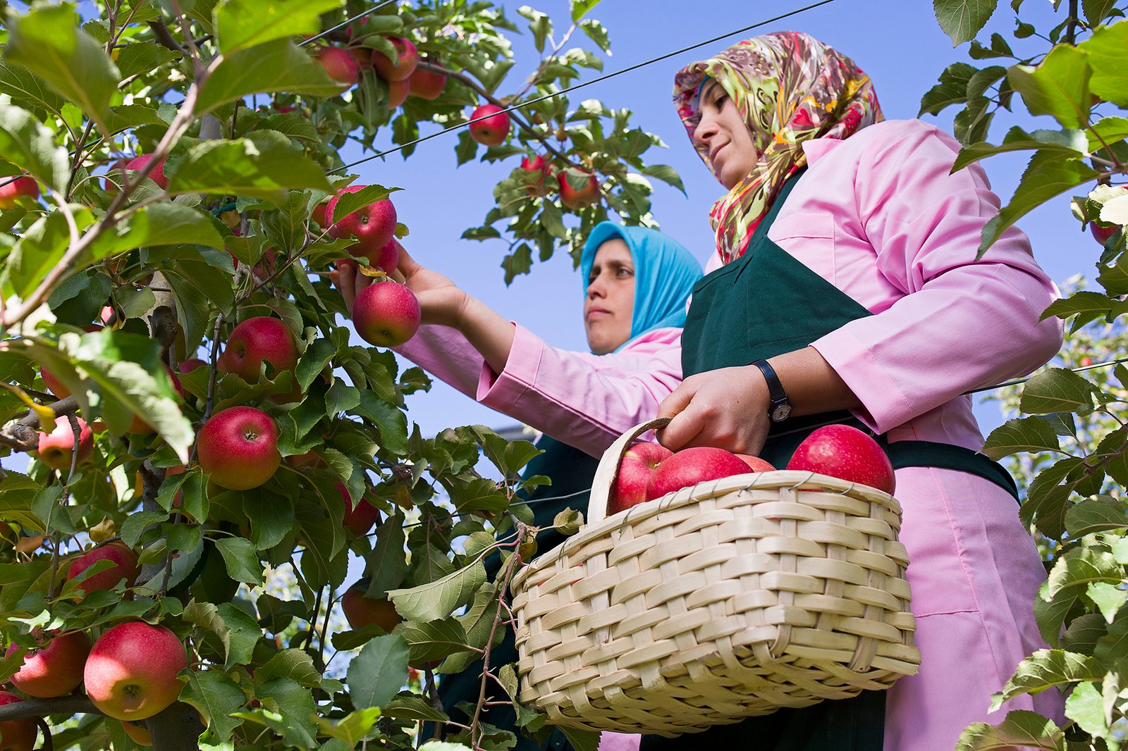 Professional commercial agricultural photographs by Sinan Niyazi Kutsal capturing female farm workers hand-picking ripe red apples from orchard trees and sorting fresh red and green apples into rustic wicker baskets.