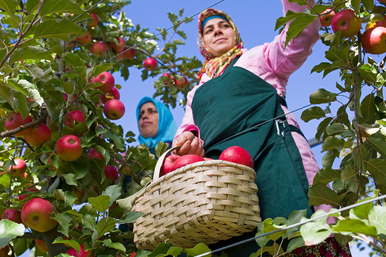 Professional commercial agricultural photographs by Sinan Niyazi Kutsal capturing female farm workers hand-picking ripe red apples from orchard trees and sorting fresh red and green apples into rustic wicker baskets.