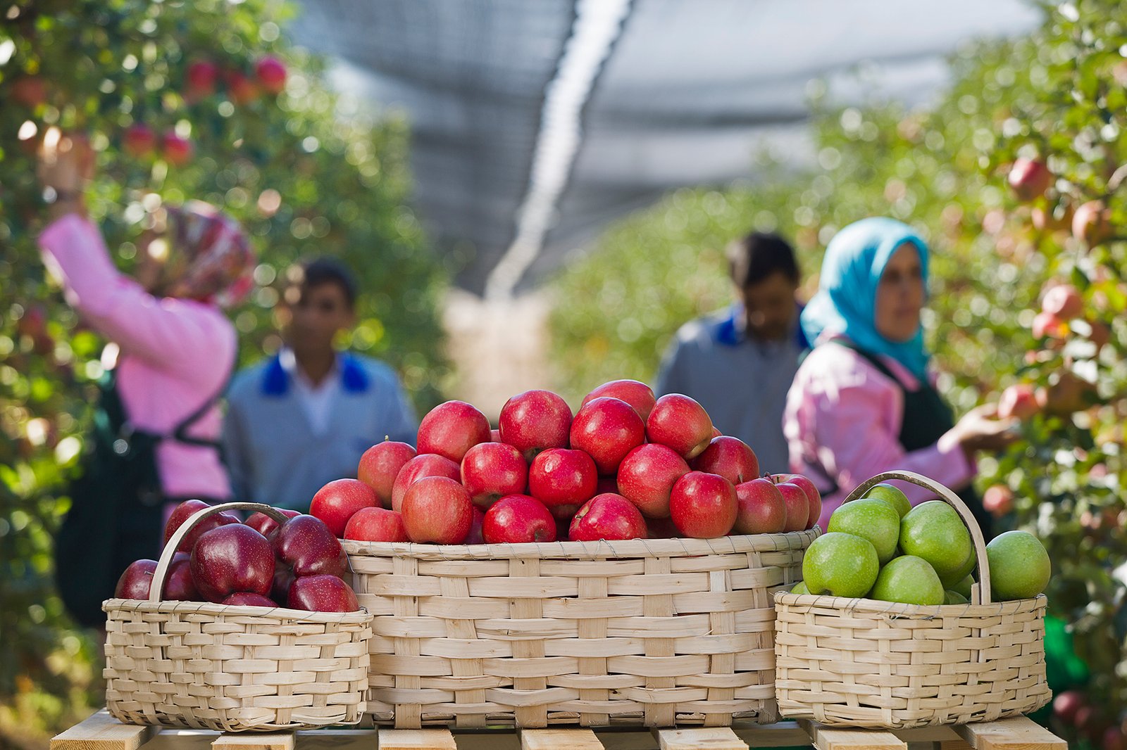 Professional commercial agricultural photographs by Sinan Niyazi Kutsal capturing female farm workers hand-picking ripe red apples from orchard trees and sorting fresh red and green apples into rustic wicker baskets.